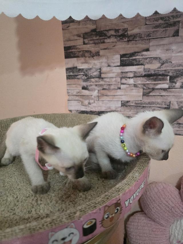 แมววิเชียรมาศพร้อมย้าย รูปที่ 7