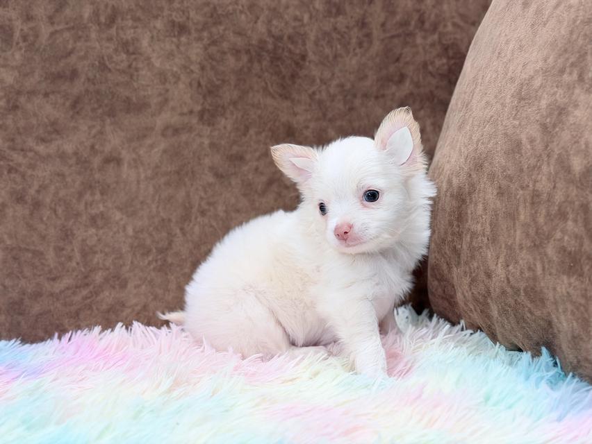 ชิวาวาผู้ ขนยาว สีขาวครีม รูปที่ 9