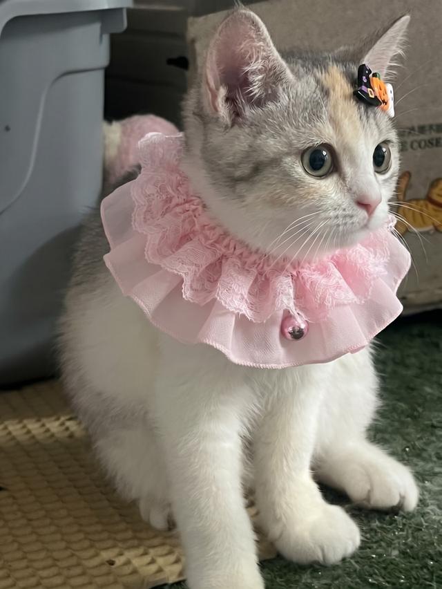 แมวบริติช สามสีพร้อมย้ายกรุงเทพมาดูน้องได้ วัคซีนแล้วพร้อมย้าย ผ่อนได้