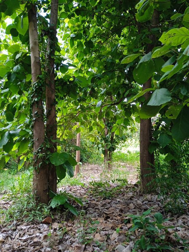 ขายที่ดินเปล่า เมืองตาก ซอยริมน้ำปิง 10 ไร่เศษ มีสักเล็กน้อย ร้อยกว่าต้น 4