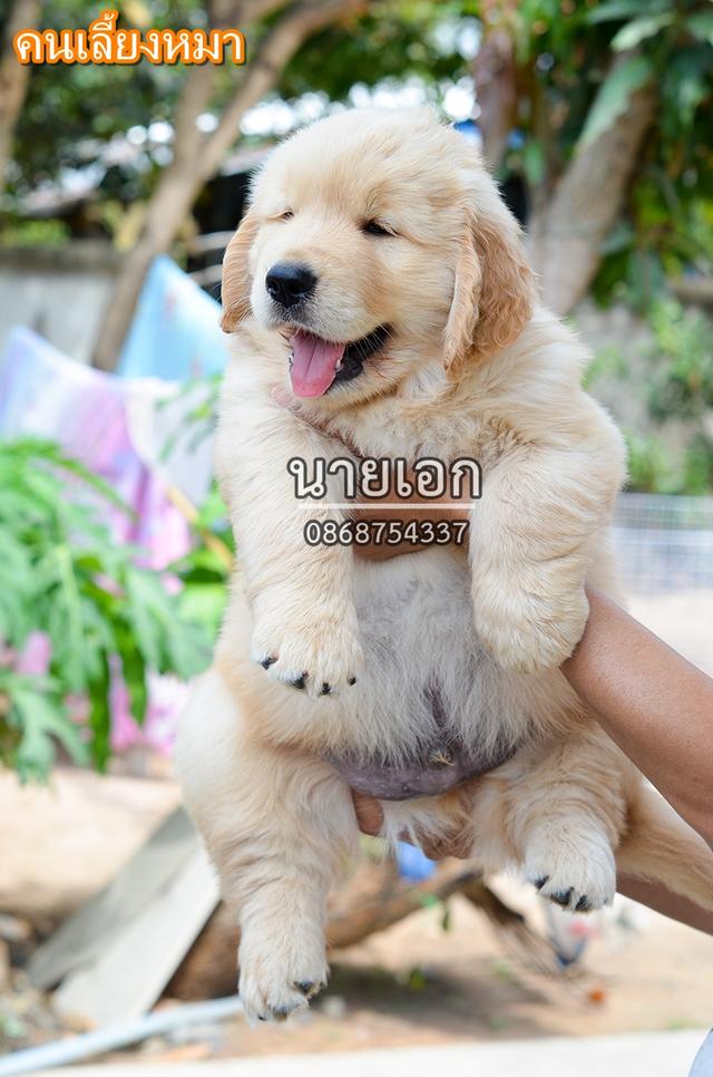 ขายลูกโกลเด้นแท้ ลูกโกลเด้นรีทรีฟเวอร์ พร้อมส่งลูกค้า กรุงเทพฯ นนทบุรี ปทุมธานี สมุทรปราการ ชลบุรี ระยอง โคราช สระบุรี ฉะเชิงเทรา นครนายก ฯลฯ รูปที่ 2