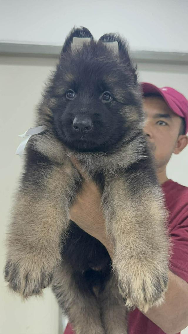 ลูกสุนัขเยอรมันเชพเพิร์ด