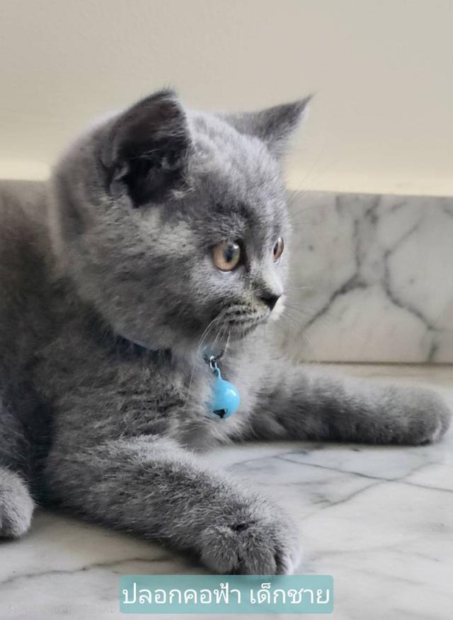ลูกแมวบริติช ชอร์ทแฮร์ (British Shorthair) 2