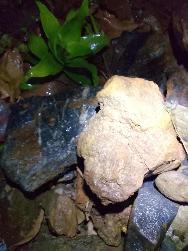 หินแร่ทองคำ หินควอตซ์ หินทองคำดิบ รูปที่ 9