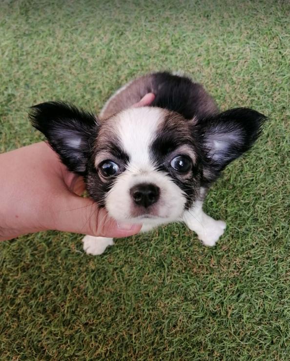 หลุดจอง ชิวาว่าเเท้ขนยาว ช. พร้อมย้าย อัพเดท 16/3/2026 รูปที่ 3