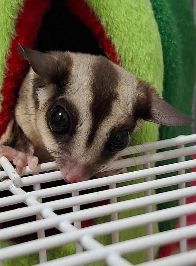 Sugar Glider สองตัวราคาถูก 2