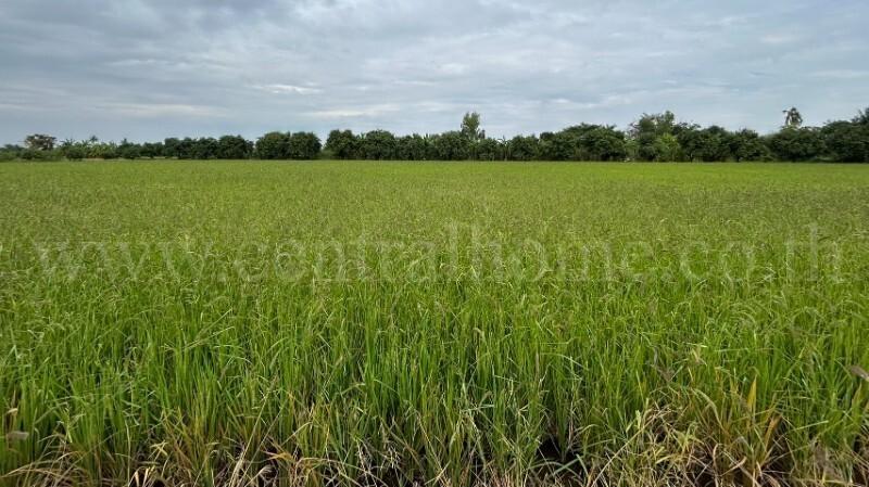 ที่ดิน 9-3-99.5 ไร่ ดอนโพธิ์ - สุพรรณบุรี มีผู้เช่า ทำเลดี 6