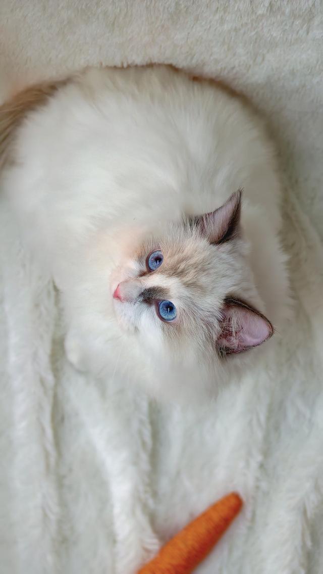 ลูกแมวแร็กดอลล์แสนสวย รูปที่ 10