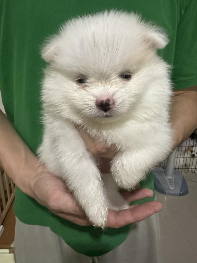 ปอมขาว