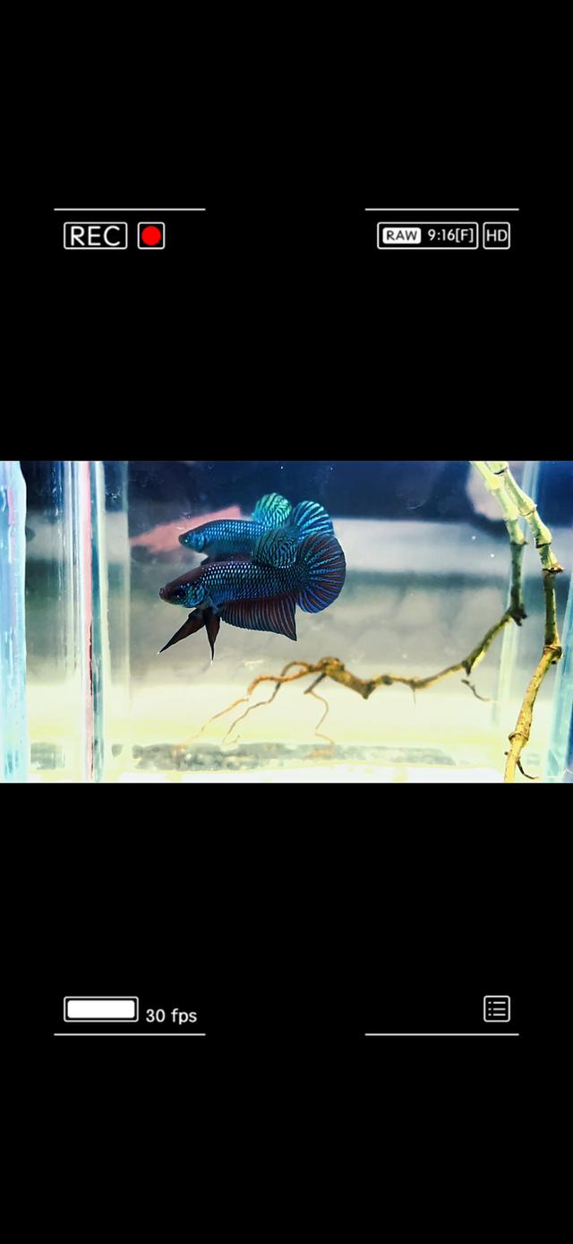 ปลากัดป่าอีสานหน้างู 2