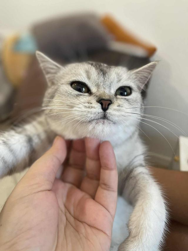 สาวสก็อต 14