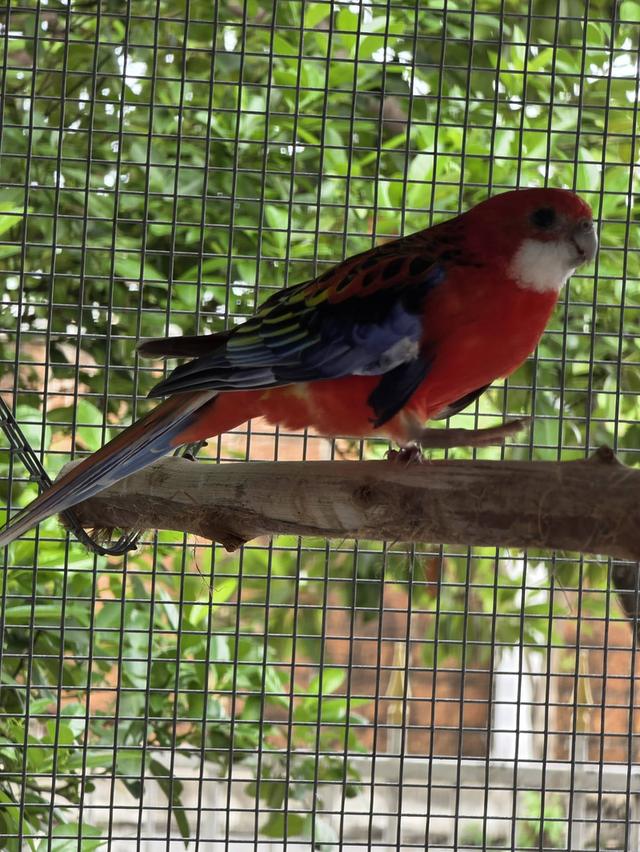 นกแก้วโรเซลล่า Rosella Parakeets รูปย่อยที่ 2