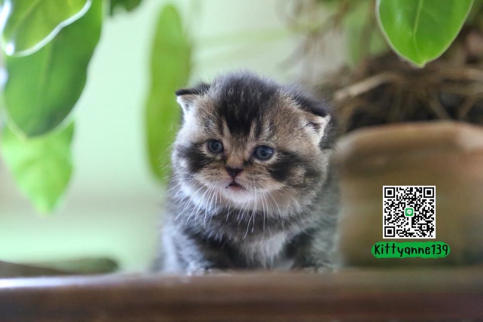 แมวเปอร์เซียผสมบริติชwcf