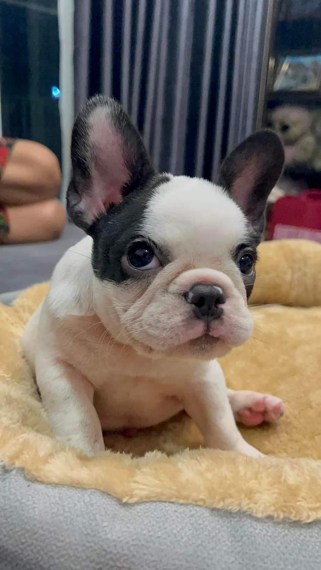 French Bulldog