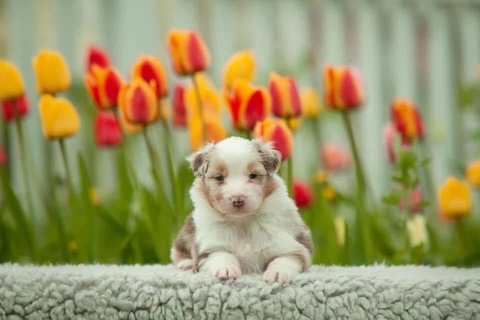 ลูกสุนัข Australian Shepherd สีน้ำตาลอ่อน 2