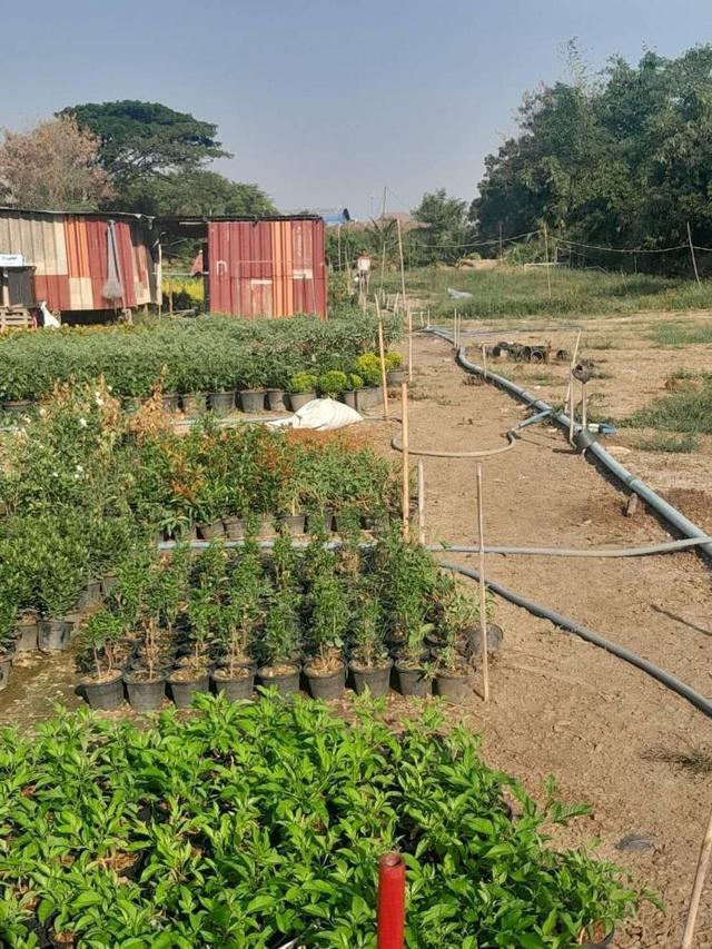 ขายที่ดินพร้อมสิ่งปลูกสร้าง ทำเลทอง 2-2-5.5 ตร.ว. ติดถนนกาญจนาภิเษก อ.บางใหญ่ จ.นนทบุรี หลังโรงถ่ายกันตนา บางใหญ่ 4