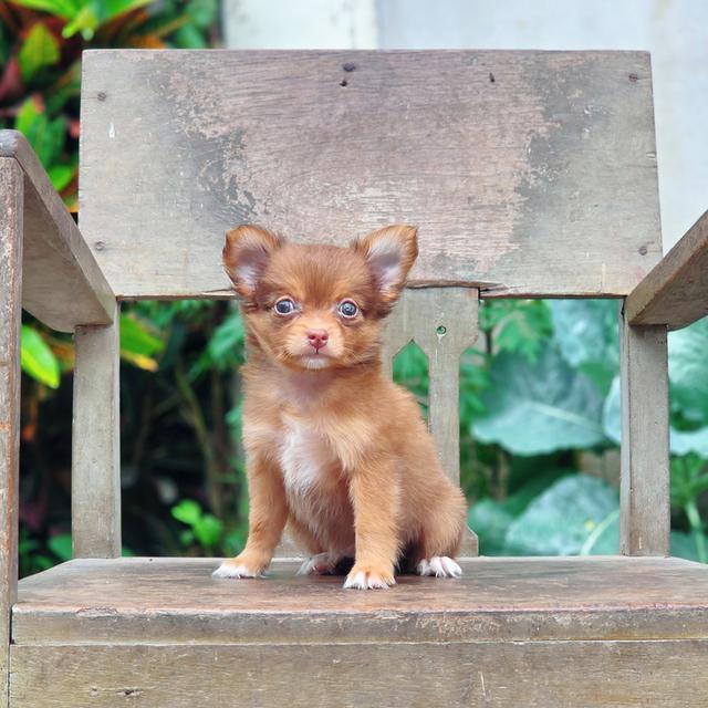 Chihuahua เพศเมียสีช็อค