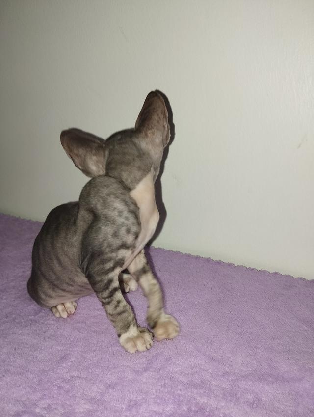 แมวสฟิงซ์ เพศชาย เกิด18/1/2569 รูปที่ 9