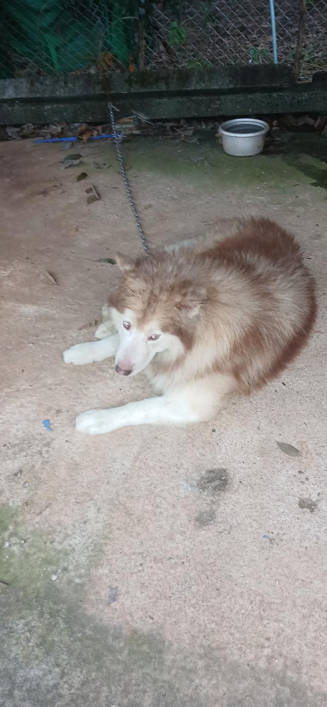 ขายสุนัข