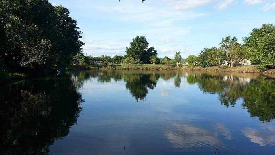 ที่ดินลำพูน ถ่มล้อมรั้ว น้ำ ไฟฟ้า มีครบทุกอย่าง 3