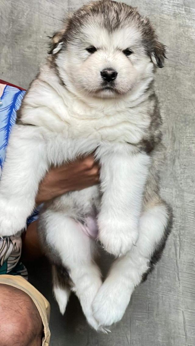 ลูกหมาอลาสกัน (Alaskan Malamute)