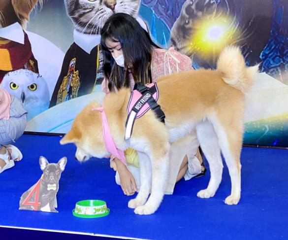 ขาย Dog Akita สายประกวด 2