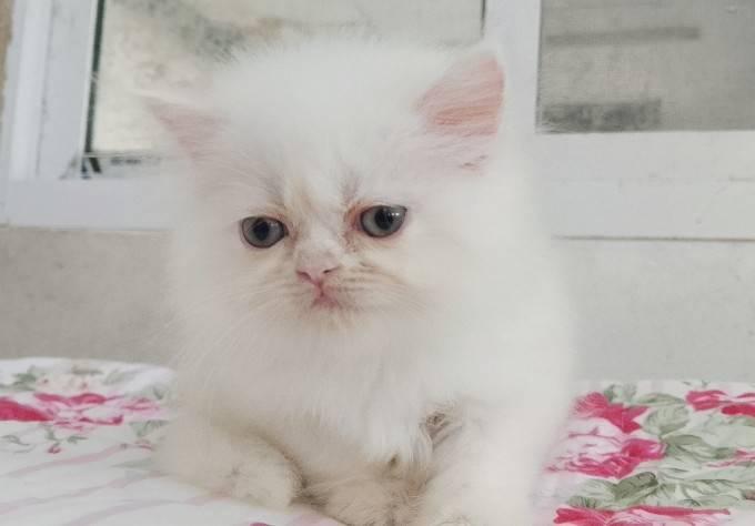 แมวเปอร์เซียเซียน่ารักมากเมีย พระรามสอง เทียนทะเล20 รูปที่ 6