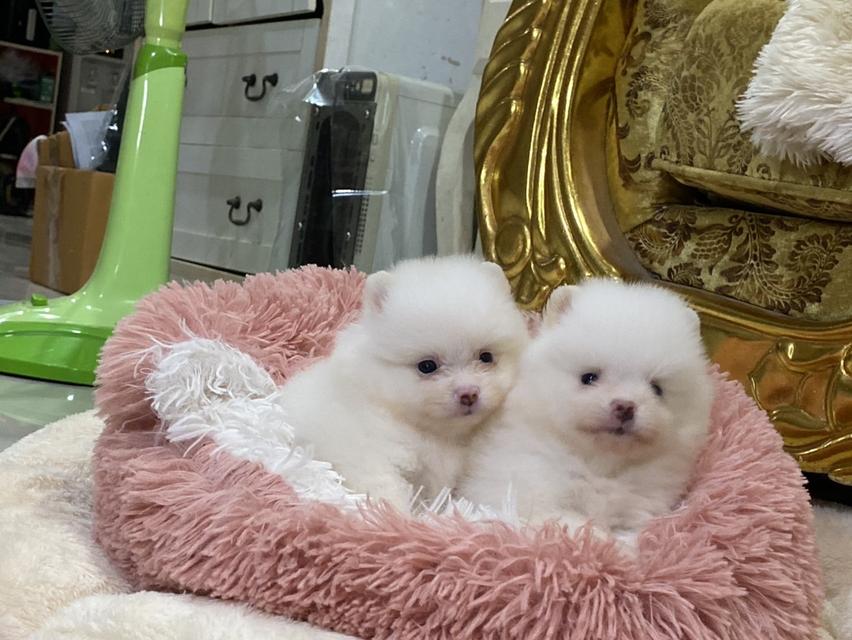 ปอมแท้ มาดูตัวจริงได้ มีหลายตัวให้เลือก