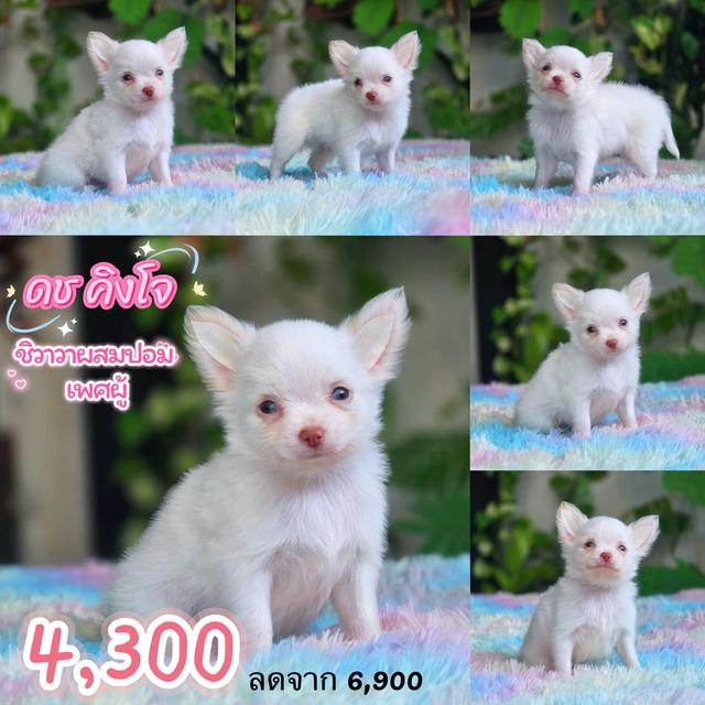 ชิวาวาผสมปอม เพศผู้ พิกัดรามอินทรา