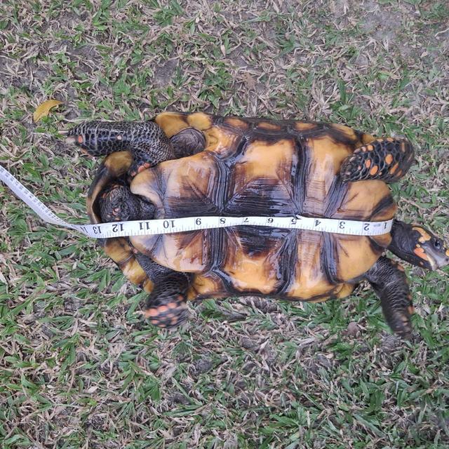 เป็นเต่าหัวเหลือง เพศผู้ 5