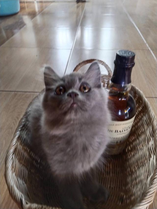 ขายน้องแมวเพศผู้สีบลู