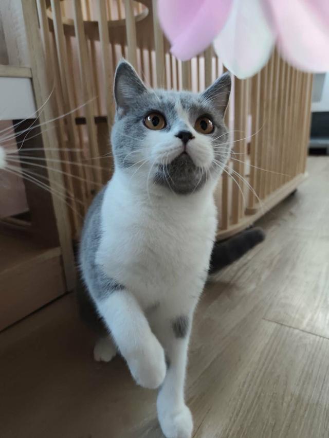 บริทิชช้อตแฮร์ ตัวเมีย