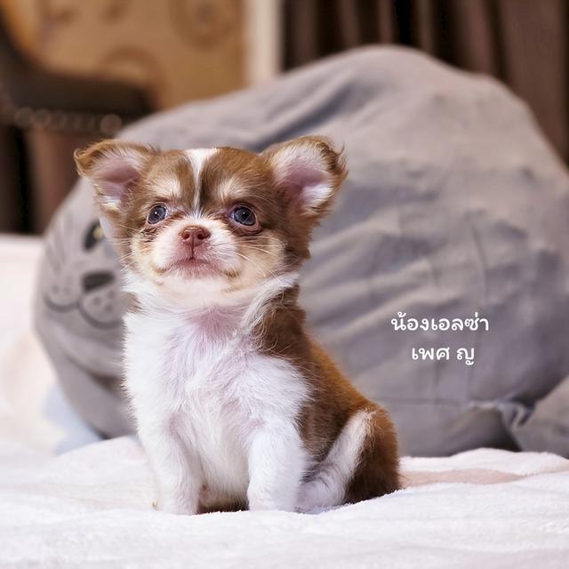 Chihuahua สายเลือดสีช็อค น้องเอลซ่าเพศ ญ