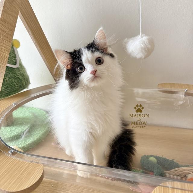 เปอร์เซียแท้ พร้อมย้าย เด็กชายเด็กหญิง รูปที่ 4