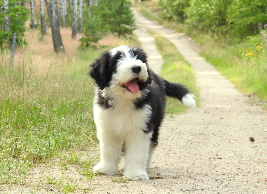 Bearded Collie Puppies  WhatsApp me : +66 63 826 3042 รูปที่ 3