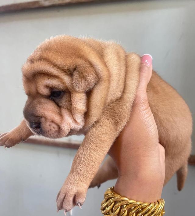 ปล่อยลูกหมาพันธุ์ Shar Pei 