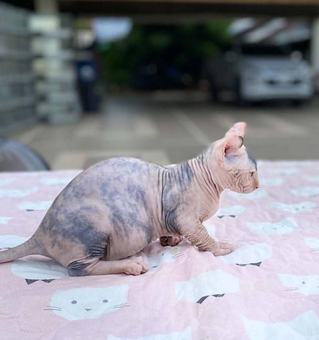 3.แมวดเวล เพศเมีย Dwelf Cat Female