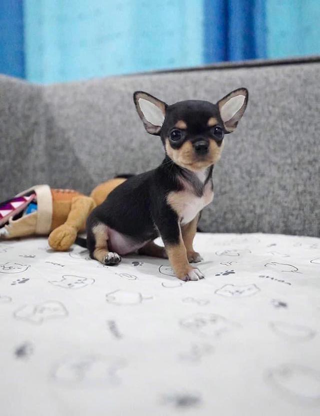 Chihuahua puppies for Sale รูปที่ 2