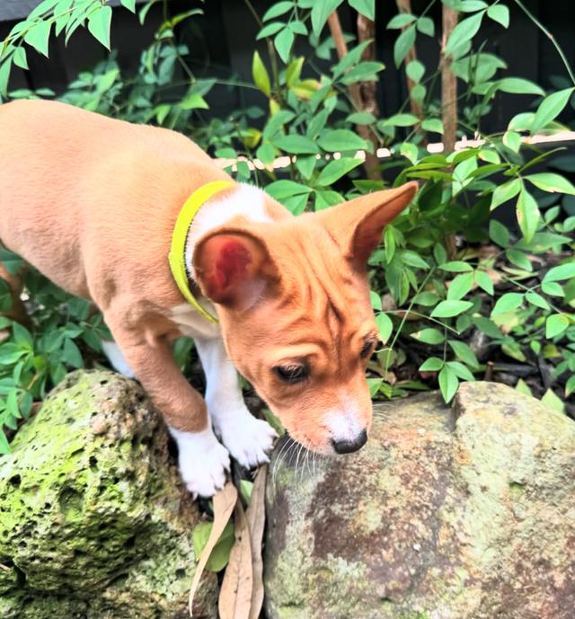 ขายลูกสุนัขพันธุ์แท้ Basenji หน้าตาน่ารักมาก 3