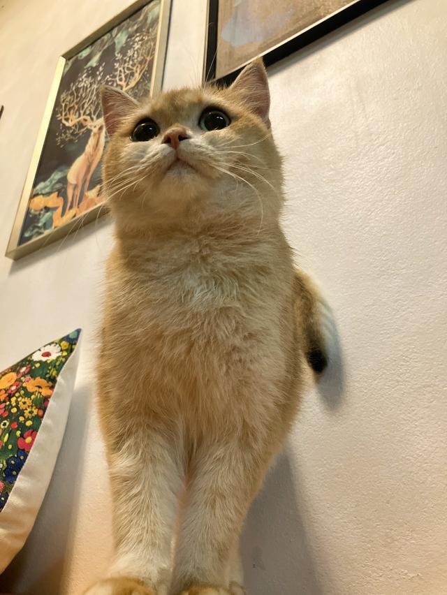 แม่พันธุ์British shorthair สายแชมป์