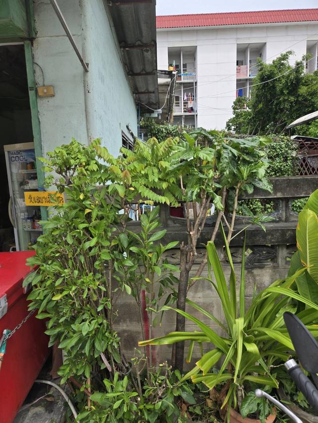 อสังหา 9