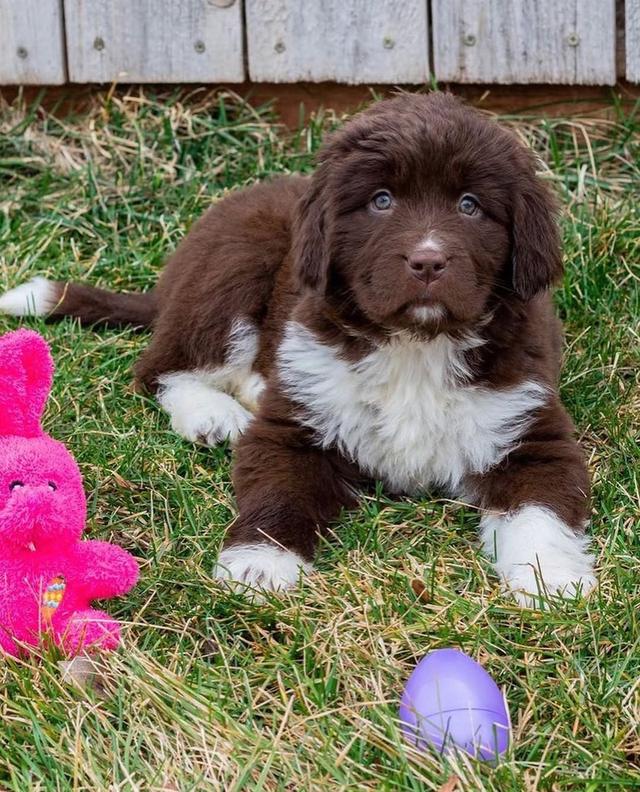 Newfoundland puppies | WhatsApp me : +971 58 208 8241 รูปที่ 2
