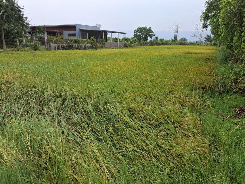 บ้านพร้อมที่ดิน อ.แม่ใจ.จ.พะเยา 2569 5