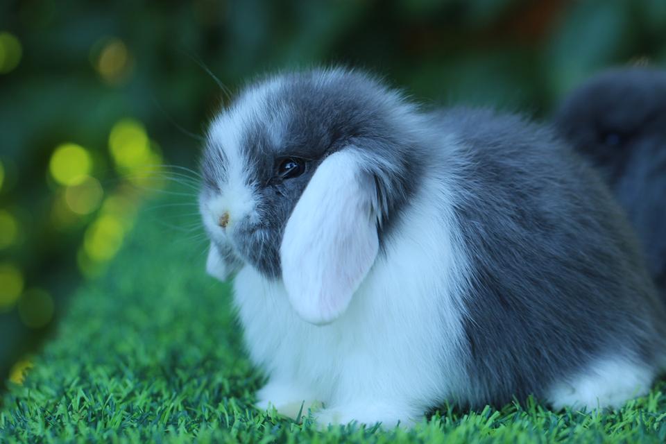 Hollandlop blue white ears doe