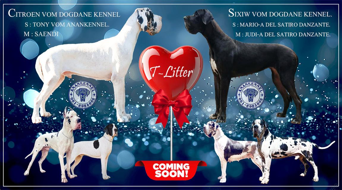 สุนัข เกรทเดน Great dane