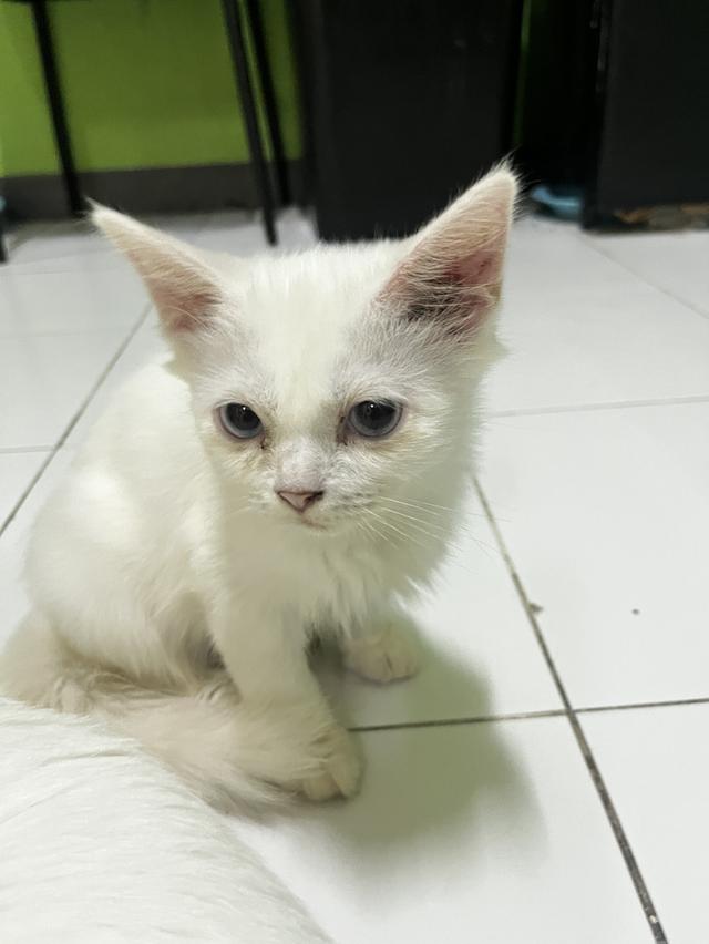 ขายแมวขาวมณีแมวเด็กด่วน รูปที่ 5