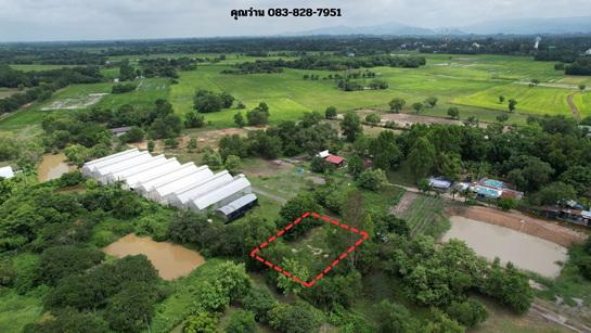 (ขาย)ที่ดิน 200 ตารางวา มีโฉนด ถมแล้วเต็มพื้นที่ หน้าโรงพยาบาลปากพลี ขาย 7 แสนบาท 10