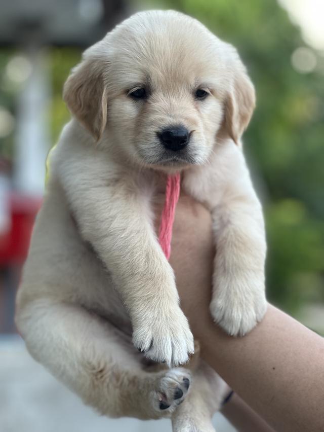 โกลเด้นรีทีฟเวอร์แท้ รูปที่ 4