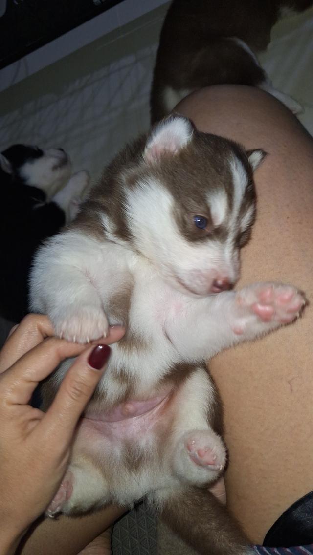 ไซบีเรียน 3