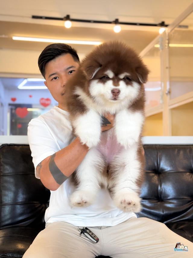 น้องอลาสกัน ไจแอนด์ นำเข้าจากต่างประเทศ